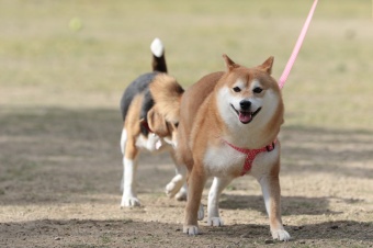 連休も後半! 連休も後半!