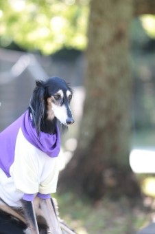 緑眩い♪ 緑眩い♪