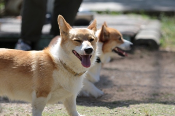 かいい~♪ かいい~♪