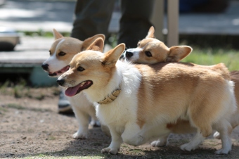 かいい~♪ かいい~♪