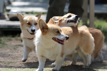かいい~♪ かいい~♪