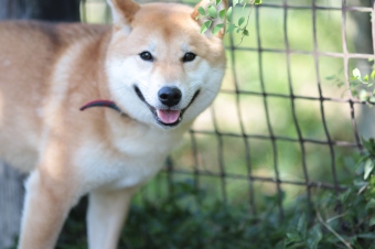 かいい~♪ かいい~♪