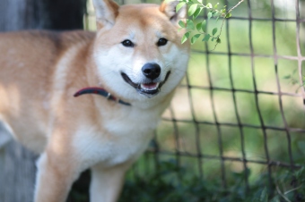 かいい~♪ かいい~♪