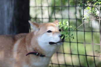 かいい~♪ かいい~♪