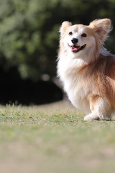 かいい~♪ かいい~♪