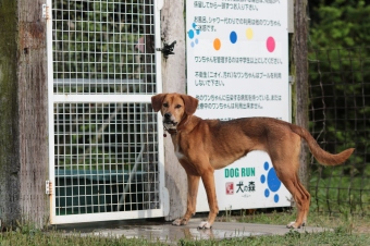 ぼーる大好き♪ ぼーる大好き♪