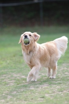 ビーグルビーグル♪ ビーグルビーグル♪