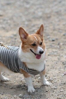 はな先黒っこ仲間♪ はな先黒っこ仲間♪