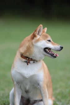 はな先黒っこ仲間♪ はな先黒っこ仲間♪