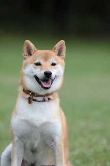 はな先黒っこ仲間♪ はな先黒っこ仲間♪