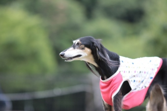 はな先黒っこ仲間♪ はな先黒っこ仲間♪