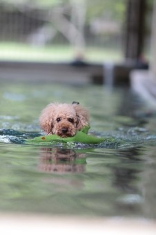水陸両用♪ 水陸両用♪