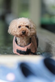 水陸両用♪ 水陸両用♪