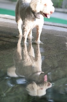 クワァァァァァァァ~♪ クワァァァァァァァ~♪