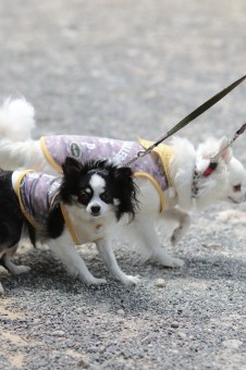 Challen Challenge♪ Challen Challenge♪