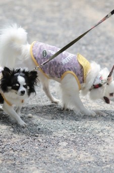 Challen Challenge♪ Challen Challenge♪