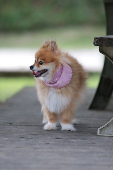 Challen Challenge♪ Challen Challenge♪