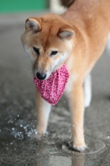 Challen Challenge♪ Challen Challenge♪