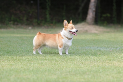 ワンコに泳いで欲しいなら! ワンコに泳いで欲しいなら!