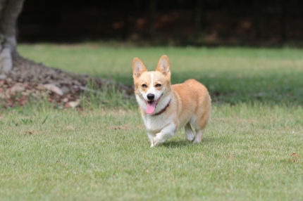 ワンコに泳いで欲しいなら! ワンコに泳いで欲しいなら!