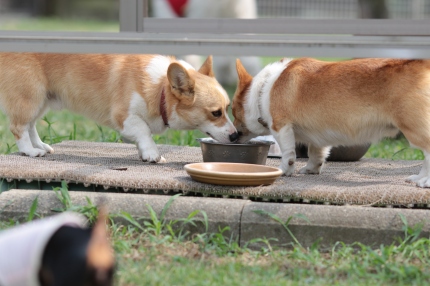 ワンコに泳いで欲しいなら! ワンコに泳いで欲しいなら!