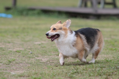 テンションアップ♪ テンションアップ♪