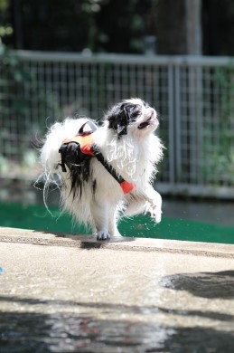 よっと! よっと!