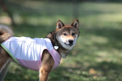 よっと! よっと!