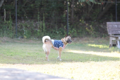 よっと! よっと!