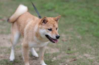 最近♪ 最近♪