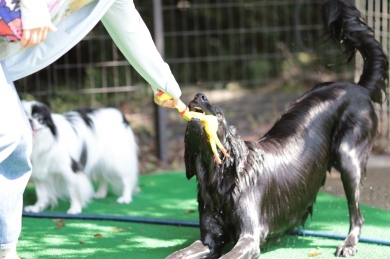 鼻黒水泳部♪ 鼻黒水泳部♪