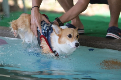 鼻黒水泳部♪ 鼻黒水泳部♪