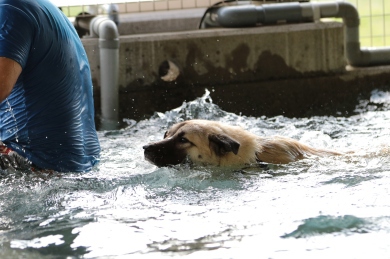 鼻黒水泳部♪ 鼻黒水泳部♪
