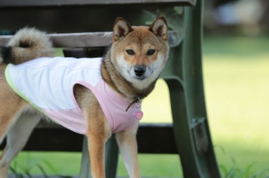 欲しくなる。 欲しくなる。