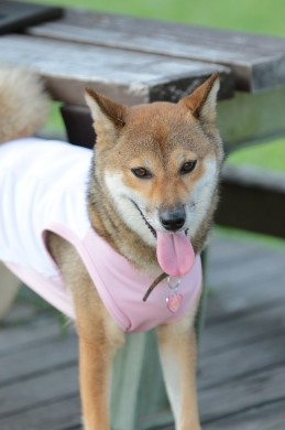 欲しくなる。 欲しくなる。
