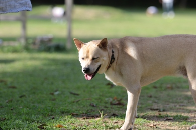 欲しくなる。 欲しくなる。