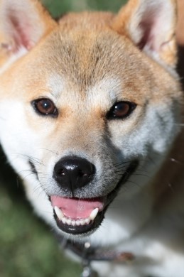 夏の名残りと秋の風。 夏の名残りと秋の風。