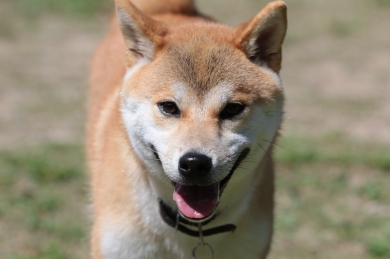 夏の名残りと秋の風。 夏の名残りと秋の風。