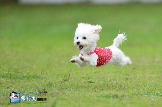 雨の場合の飛行犬撮影会♪ 雨の場合の飛行犬撮影会♪