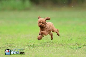 雨の場合の飛行犬撮影会♪ 雨の場合の飛行犬撮影会♪