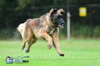 雨の場合の飛行犬撮影会♪ 雨の場合の飛行犬撮影会♪