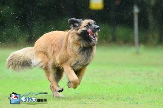 雨の場合の飛行犬撮影会♪ 雨の場合の飛行犬撮影会♪