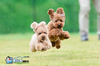 雨の場合の飛行犬撮影会♪ 雨の場合の飛行犬撮影会♪