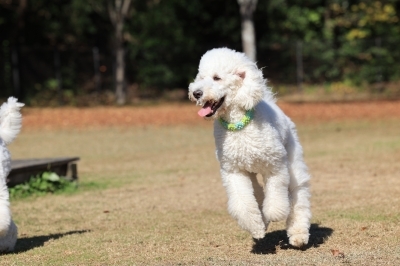 追いついた♪ 追いついた♪
