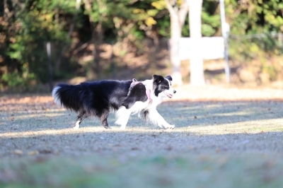 追いついた♪ 追いついた♪