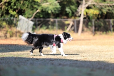 追いついた♪ 追いついた♪
