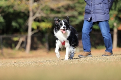 追いついた♪ 追いついた♪