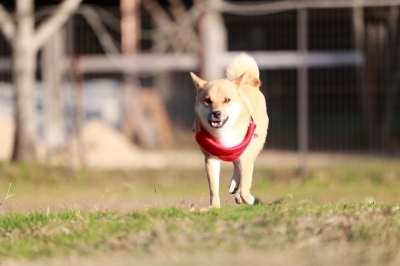 追いついた♪ 追いついた♪