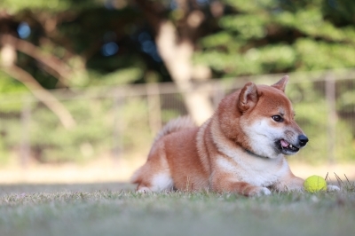 追いついた♪ 追いついた♪