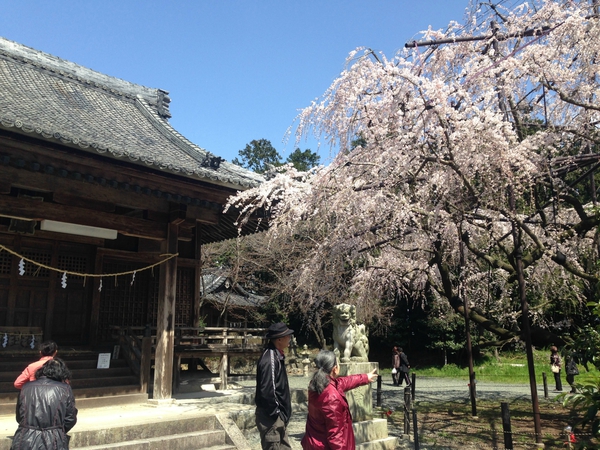 桜 満開っっ! 春 満喫っっ!!! 第2弾っ 桜 満開っっ! 春 満喫っっ!!! 第2弾っ